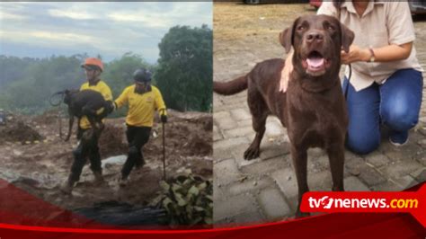 Mengenal Coco Anjing Pelacak Yang Telah Temukan Korban Gempa Cianjur