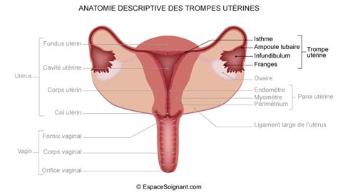 Syst Me G Nital F Minin Anatomie Gyn Cologie Obst Trique Cours