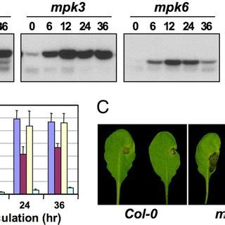 Camalexin Induction After MPK3 MPK6 Activation In Conditional