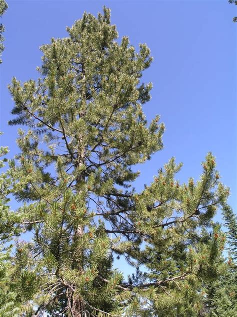 Lodgepole pine - Jenny Lake Boating