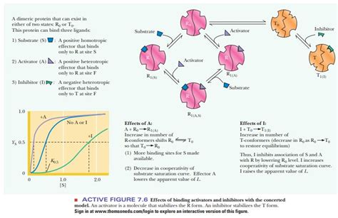 The Concerted And Sequential Models For Allosteric Enzymes