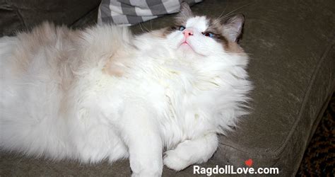 A Ragdoll Coat Quick Guide for the Ragdoll Cat Owner