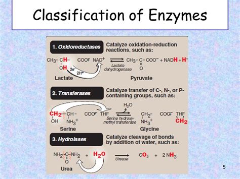 Basic Biochemistry Cls 233 1st Semester 2015 Ch 5 Enzymes Ppt Download