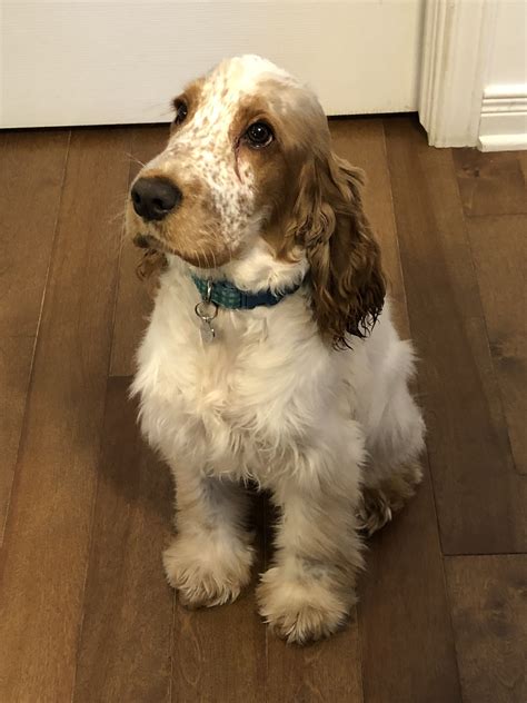 Cocker Spaniel Dog Sitting on Wooden Floor
