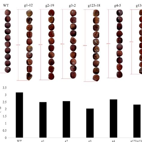 Seed Morphology In Dry Mature Seeds Of Bnlpat Knockout Lines A Scan