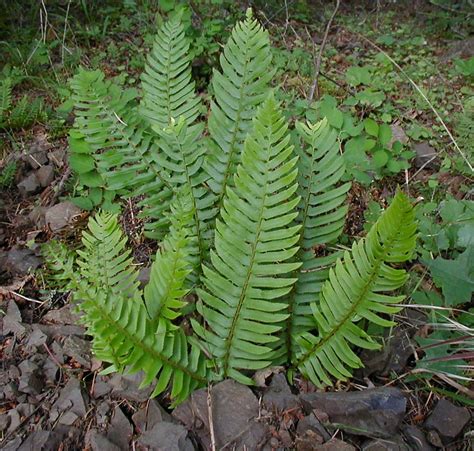 Polystichum munitum - Wikipedia