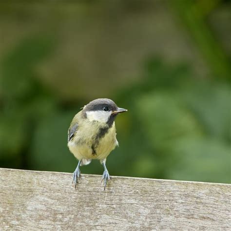 El carbonero común parus major el herrerillo común euroasiático es un