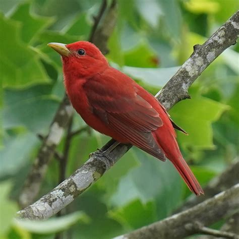 Piranga Roja Gu A De La Avifauna Del Centro De Formaci N Minero