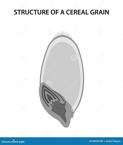 Structure Of A Cereal Grain (caryopsis). Vector Illustration ...