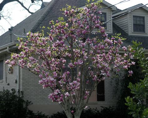 Japanese Magnolias Bloom Great Mini Tree For Your Garden