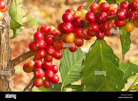 Coffee Tree With Ripe Berries Stock Photo Alamy