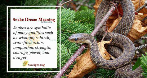 What Is The Meaning Of A Snake Dream - Interpretation And Symbolism - SunSigns.Org