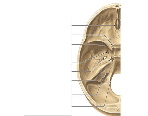 Cranium Foramina Quiz