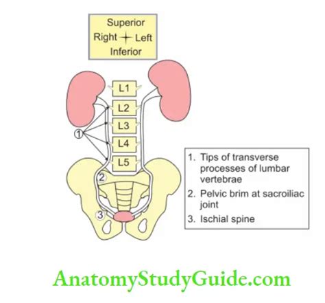 Kidney And Ureter Psoas Major Vascular Segments Of The Kidney General