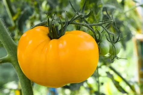 Tomato Dr Wyche S Yellow Organic Heirloom Seeds Grow Folk