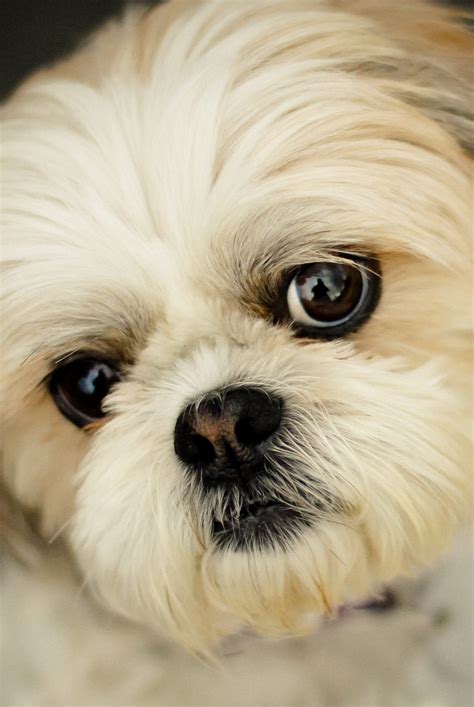 The Ultimate Guide: Ranking the Cutest Dog Breeds You Can't Resist