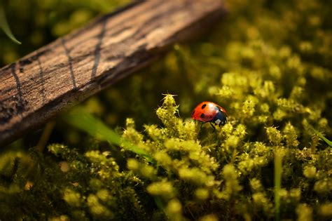 Darmowe Zdj Cia Drzewo Natura Trawa Ro Lina Fotografia Wiat O