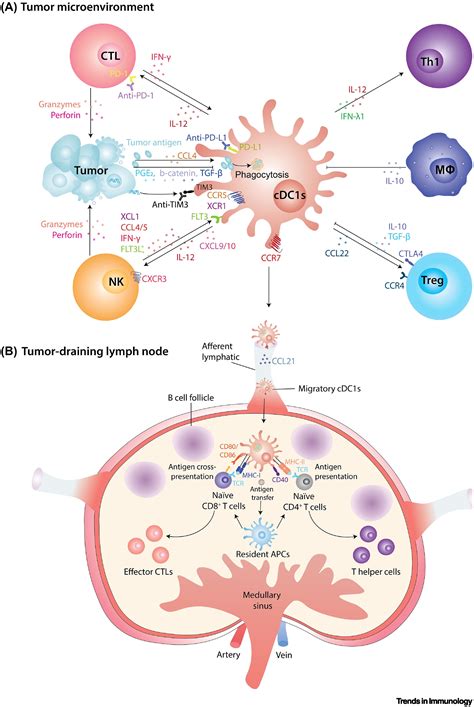 Dendritic Cell Metabolism And Function In Tumors Trends