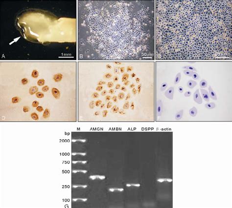 Isolation And Characterization Of Abcs A The Macroscopic View Of