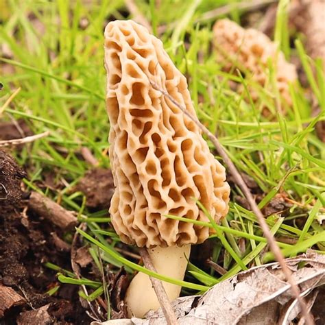 Morel Mushrooms Ohio 2025 Daisi Hesther