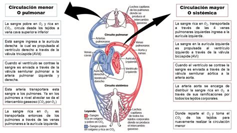 Novedades Enfermeria Sistema Vascular Circulacion Mayor Y Menor Images