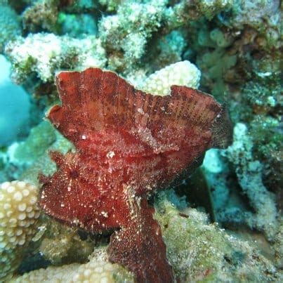 Diving In Bunaken With Red Leaf Fish Two Fish Divers