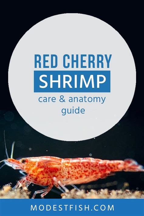 Red Cherry Shrimp Care Guide Tank Set Up For Beginners Cherry