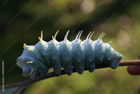 Silk Moth Caterpillar Stock Photo | Adobe Stock