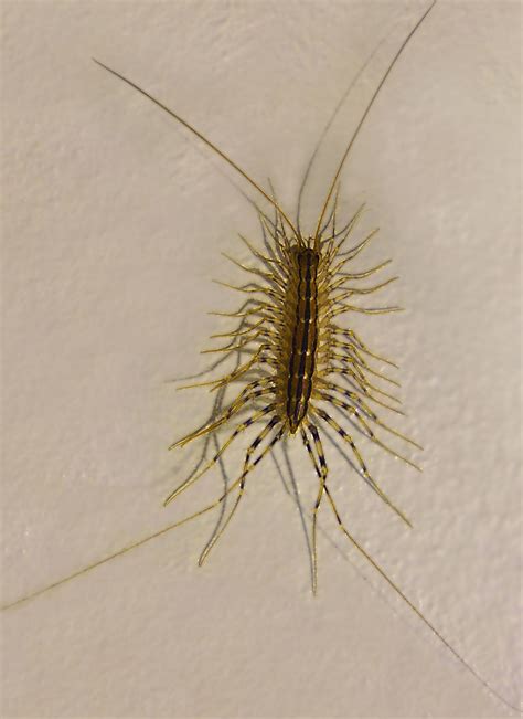 House centipede, Scutigera coleoptrata. Photo by Susan Pogany ...