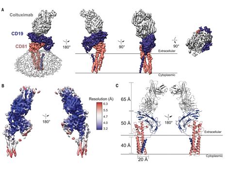 Cryo Em Structure Of The B Cell Co Receptor Cd Bound To The