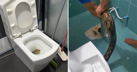 A Terrifying Encounter With A 12 Foot Python In A Toilet The Unimaginable Scenario Turned Real