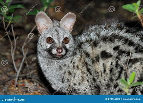 Nocturnal Large Spotted Genet Portrait Stock Photo Image Of Fauna