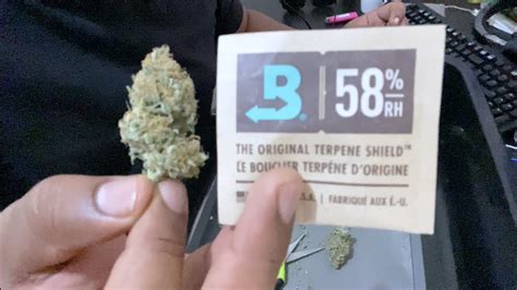 Boveda Vale A Pena Usar Para Que Serve Cultivo Cannabis Maconha