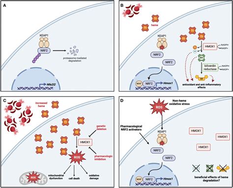 Frontiers The Clinical Relevance Of Heme Detoxification By The