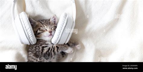 Cute Sleeping Striped Cat Kitten Listening Music In Headphones On White