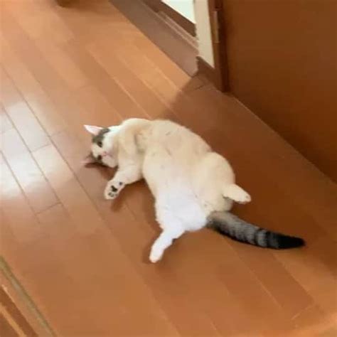 ひのき猫さんのインスタグラム動画 ひのき猫instagram「でで〜ん！ ・ ・ ・ 豆大福 ど真ん中でゴローン でで〜ん