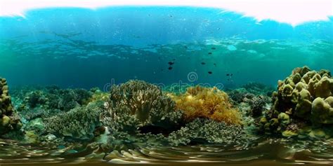 Coral Reef and Tropical Fish. Philippines. Virtual Reality 360 Stock ...