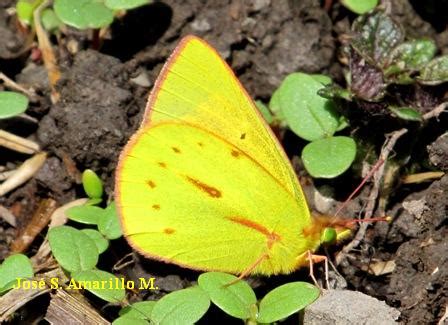 Guayabal De S Quima Y Su Biodiversidad