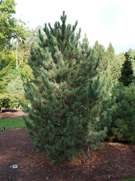 Pinus Cembra Glauca Arcangeli Gino Vivai Azienda Agricola Di