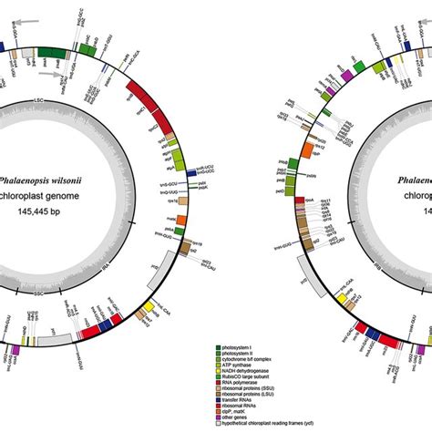 The Chloroplast Genome Maps Of Phalaenopsis Stobartiana And P