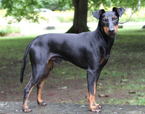 I Litter Thunder Dragon Manchester Terriers