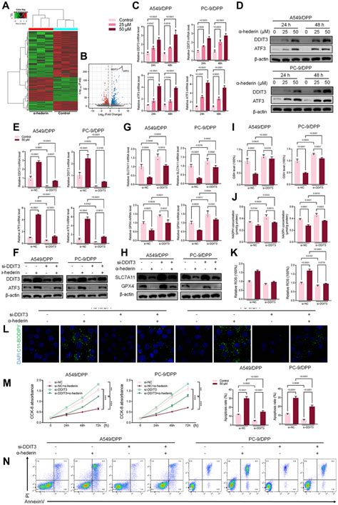 Hederin Promotes Ferroptosis And Reverses Cisplatin Chemoresistance