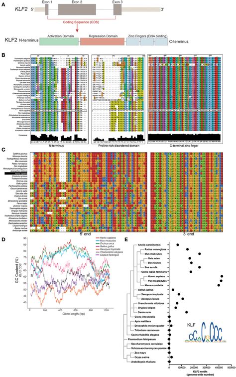 A Schematic Representation Of The KLF2 Gene And Protein Delineating