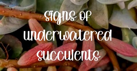 Signs Of Underwatered Succulents - SUCCULENTdotCARE