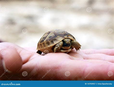 Tortuga recién nacida imagen de archivo Imagen de newborn 14793957