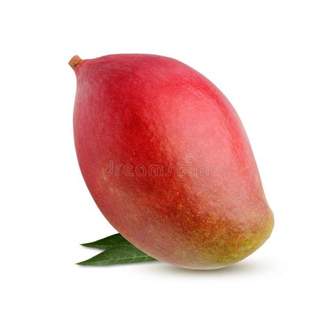 Un Mango Con Las Hojas Aisladas En El Fondo Blanco Imagen De Archivo