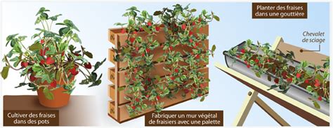 Comment Cultiver Les Fraises Hors Sol Ooreka