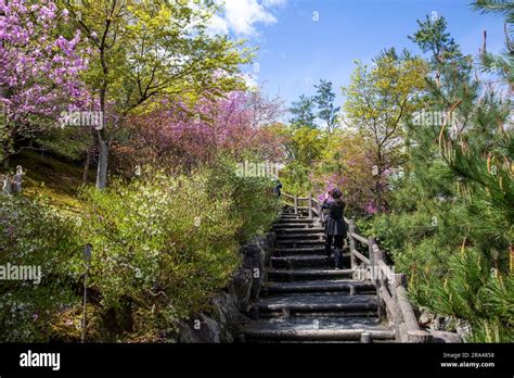 Kyoto Japan Tenryu Ji Temple Gardens In Spring 2023 With Azaleas And