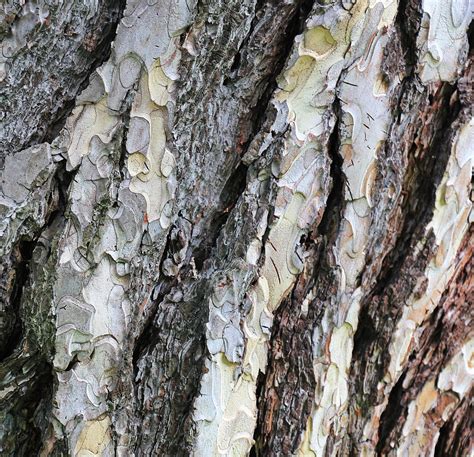 Free Images Nature Forest Branch Structure Wood Texture Leaf