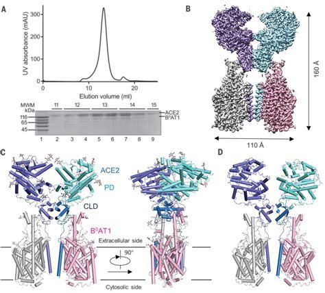 Structural Basis For The Recognition Of SARS CoV 2 By Full Length Human